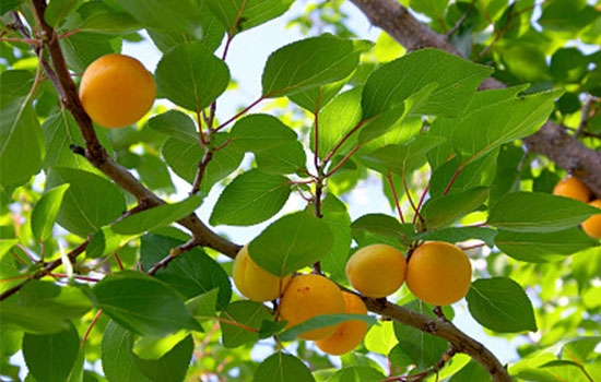 立夏吃個杏，到老沒有病