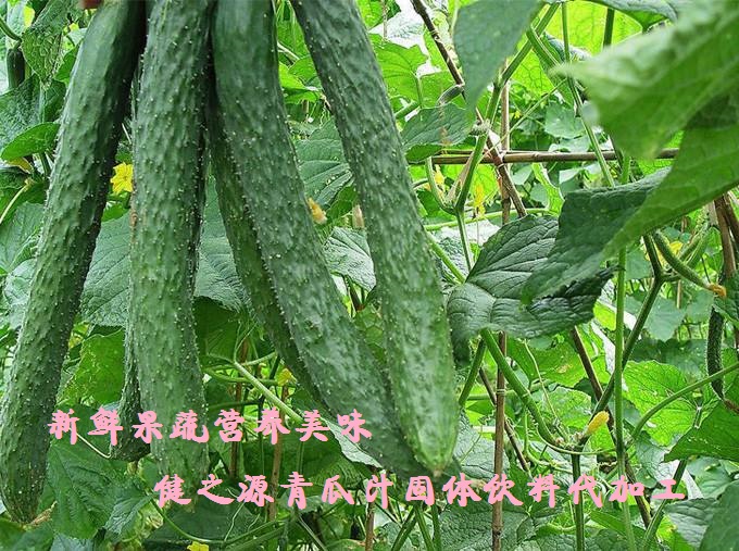 青瓜的六大營(yíng)養(yǎng)價(jià)值，你知道嗎？